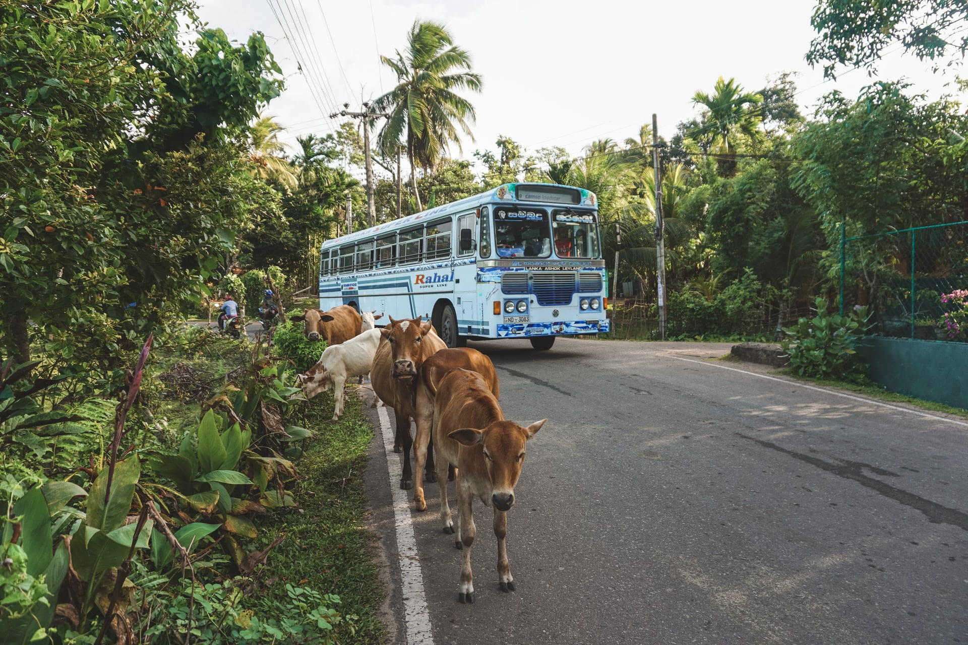 Bus and cows in the jungle of Costa Rica